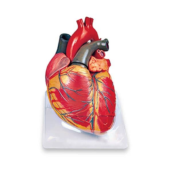 مولاژ قلب انسان (سه برابر اندازه طبیعی و شش قسمتی)